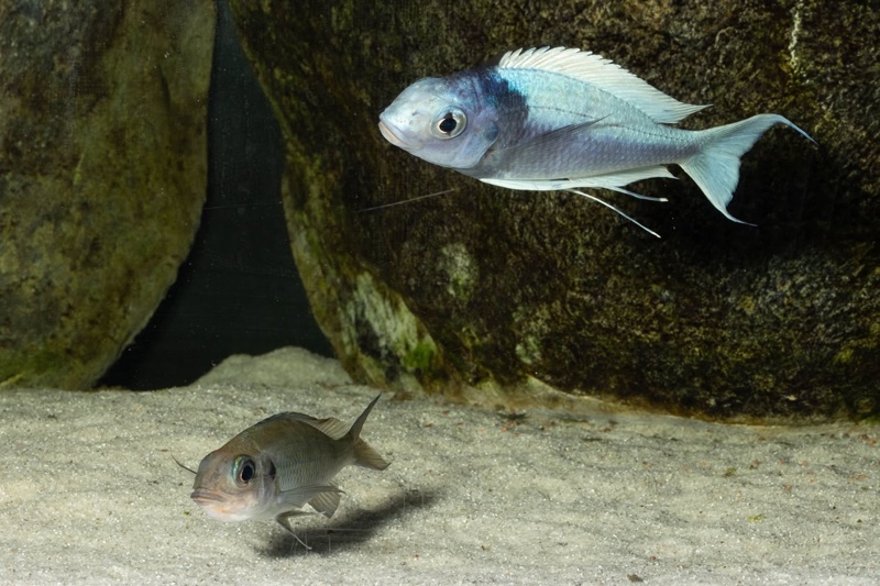 Ophthalmotilapia ventralis 'Kafyoko Point'